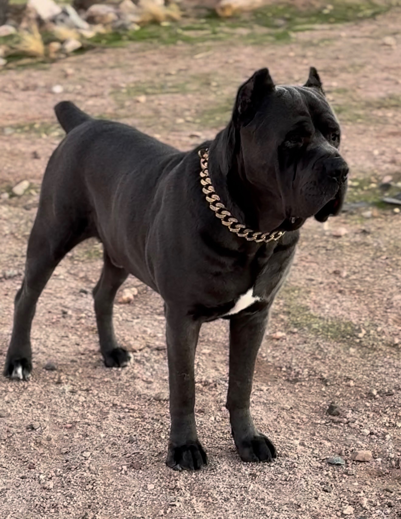 Drako