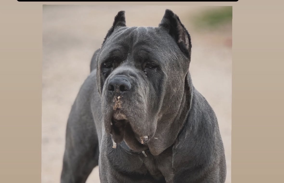 Drako - DeFillippo Cane Corso Stud