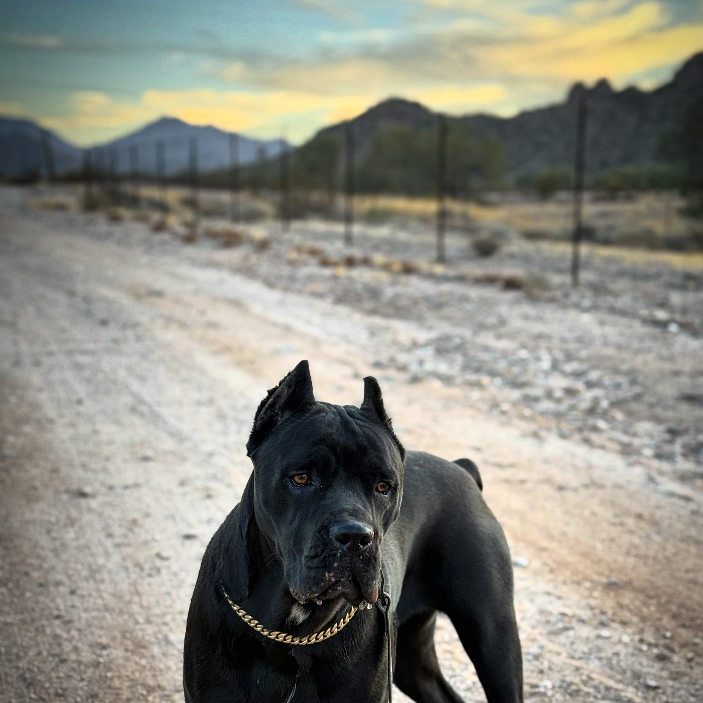 Cartier - desert