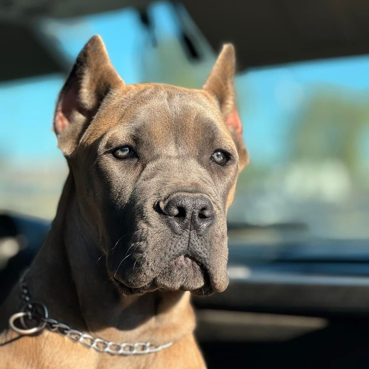 Kartel